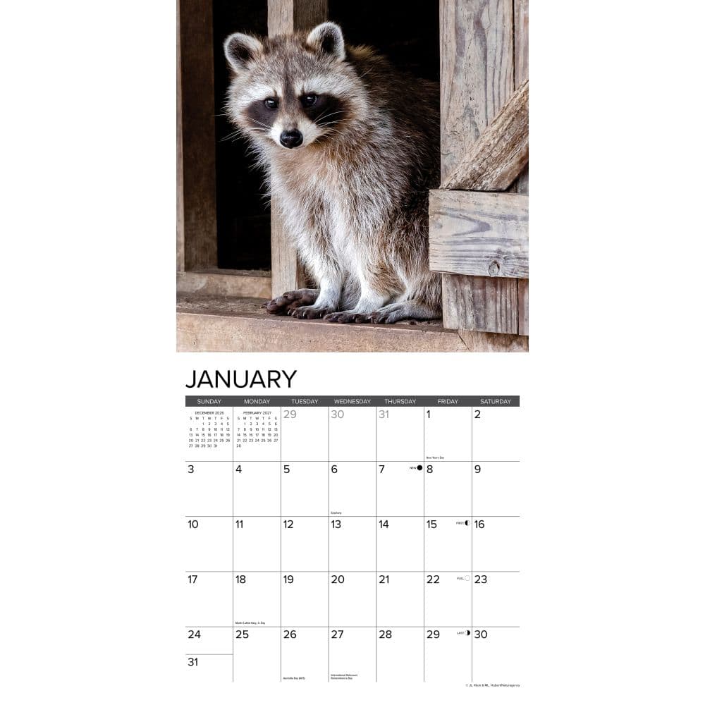 Rascally Raccoons 2027 Wall Calendar Second Alternate Image