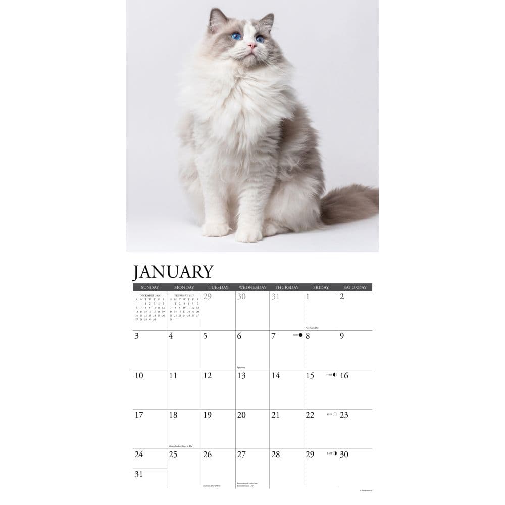 Ragdoll Cats 2027 Wall Calendar Second Alternate Image