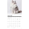image Ragdoll Cats 2027 Wall Calendar Second Alternate Image