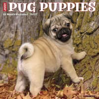 image Just Pug Puppies 2027 Wall Calendar Main Product Image
