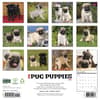 image Just Pug Puppies 2027 Wall Calendar First Alternate Image