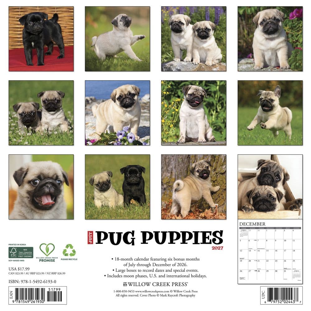 Just Pug Puppies 2027 Wall Calendar First Alternate Image