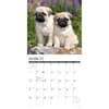 image Just Pug Puppies 2027 Wall Calendar Second Alternate Image