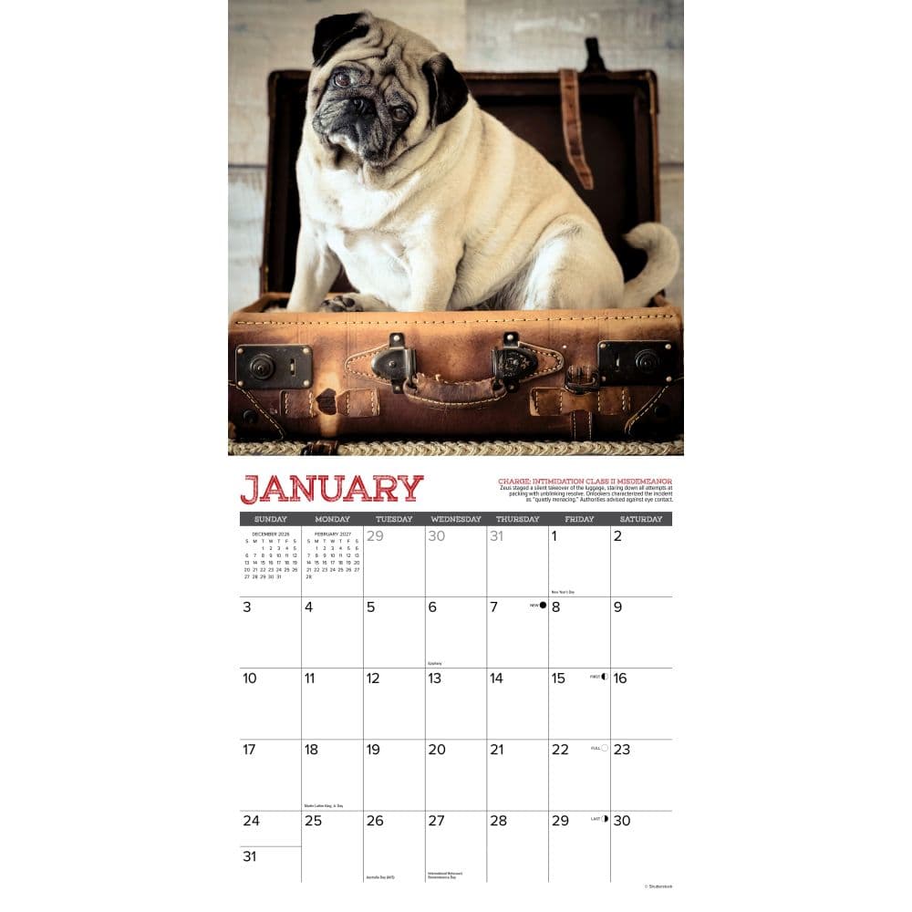 Pug Mugs 2027 Wall Calendar Second Alternate Image