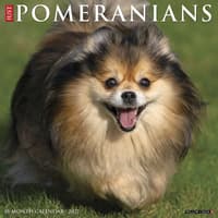image Just Pomeranians 2027 Wall Calendar Main Product Image