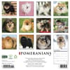 image Just Pomeranians 2027 Wall Calendar First Alternate Image