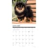 image Just Pomeranians 2027 Wall Calendar Second Alternate Image