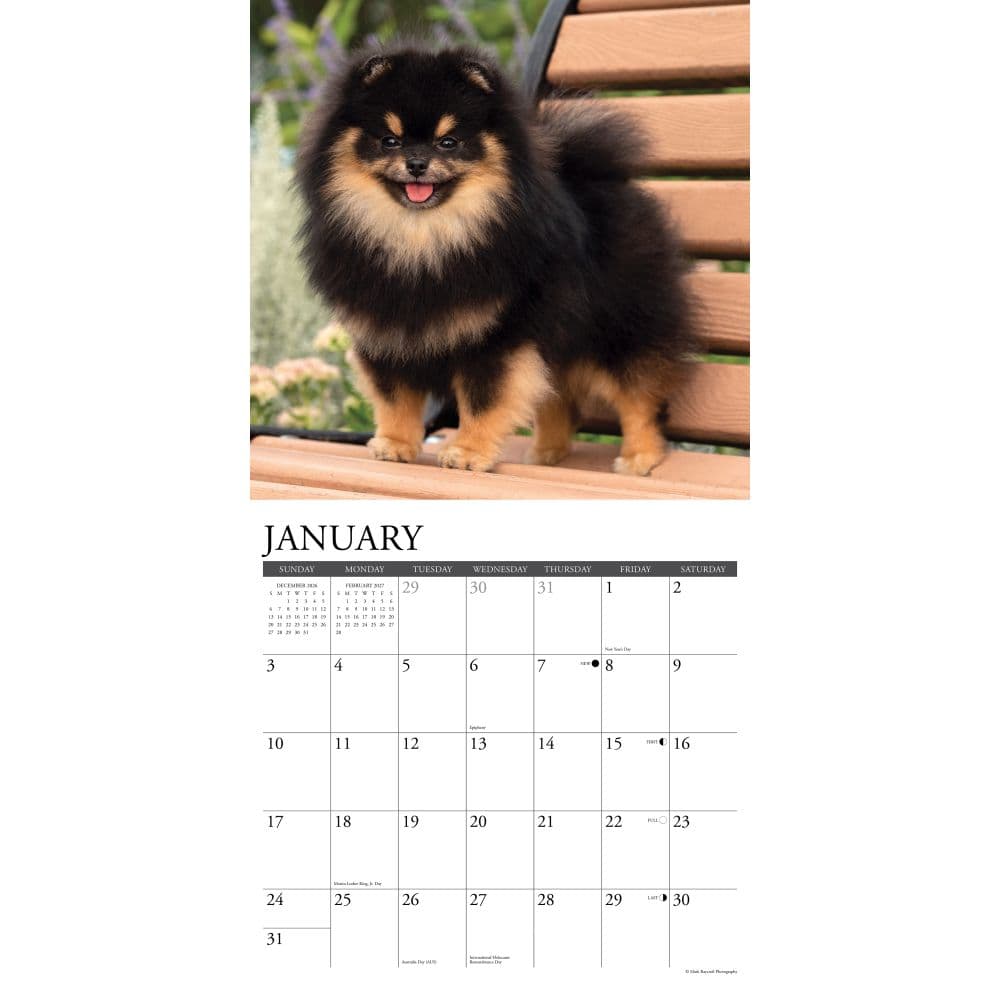 Just Pomeranians 2027 Wall Calendar Second Alternate Image