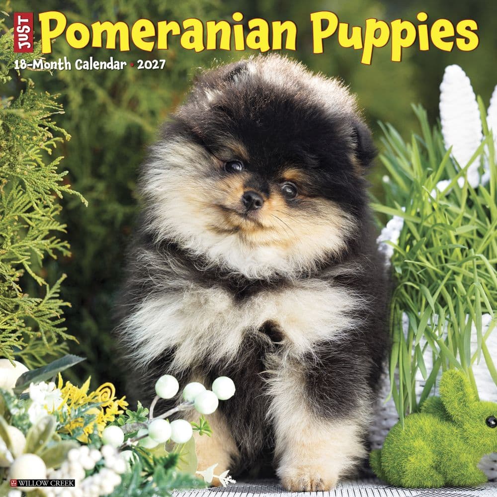 Just Pomeranian Puppies 2027 Wall Calendar Main Product Image