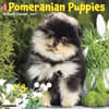 image Just Pomeranian Puppies 2027 Wall Calendar Main Product Image