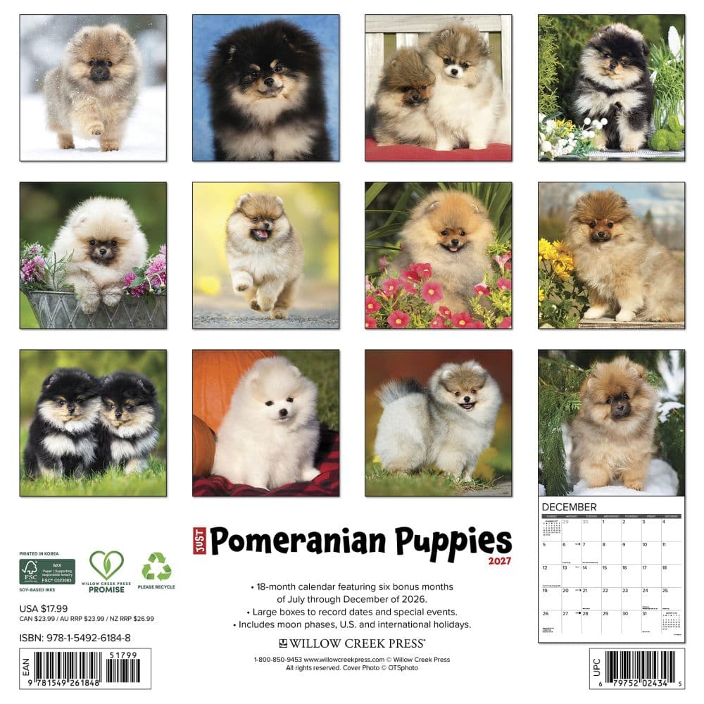 Just Pomeranian Puppies 2027 Wall Calendar First Alternate Image