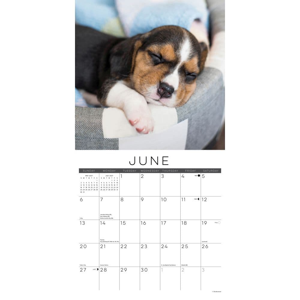 Naptime Dogs 2027 Wall Calendar Second Alternate Image