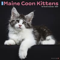 image Maine Coon Kittens 2027 Wall Calendar Main Product Image