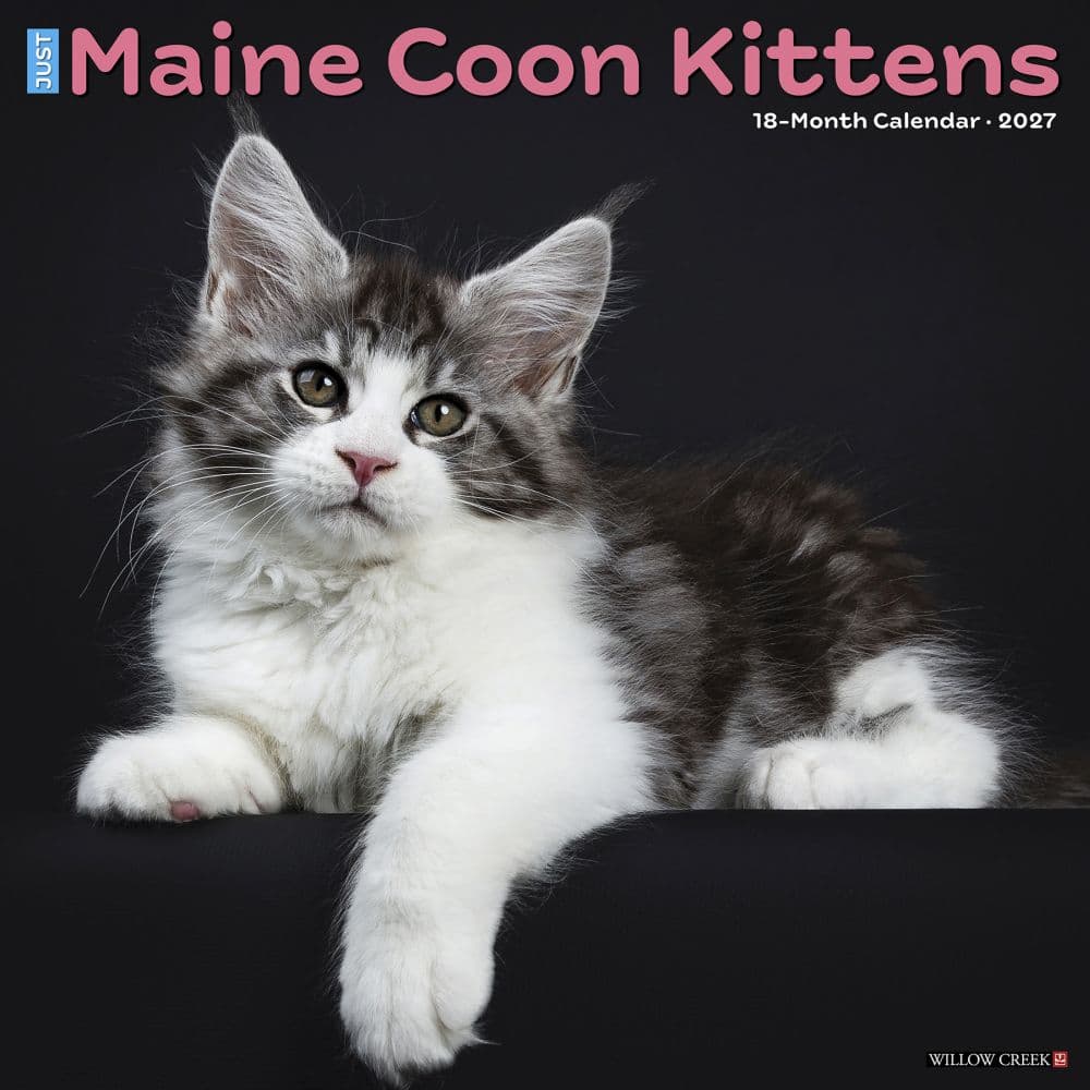 image Maine Coon Kittens 2027 Wall Calendar Main Product Image