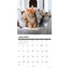 image Maine Coon Kittens 2027 Wall Calendar Second Alternate Image