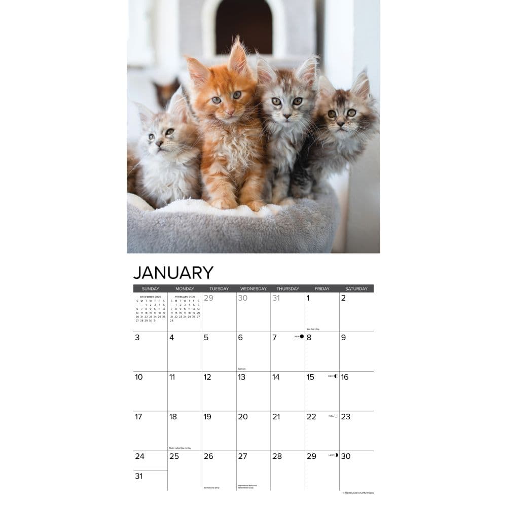 Maine Coon Kittens 2027 Wall Calendar Second Alternate Image