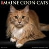 image Just Maine Coon Cats 2027 Wall Calendar Main Product Image