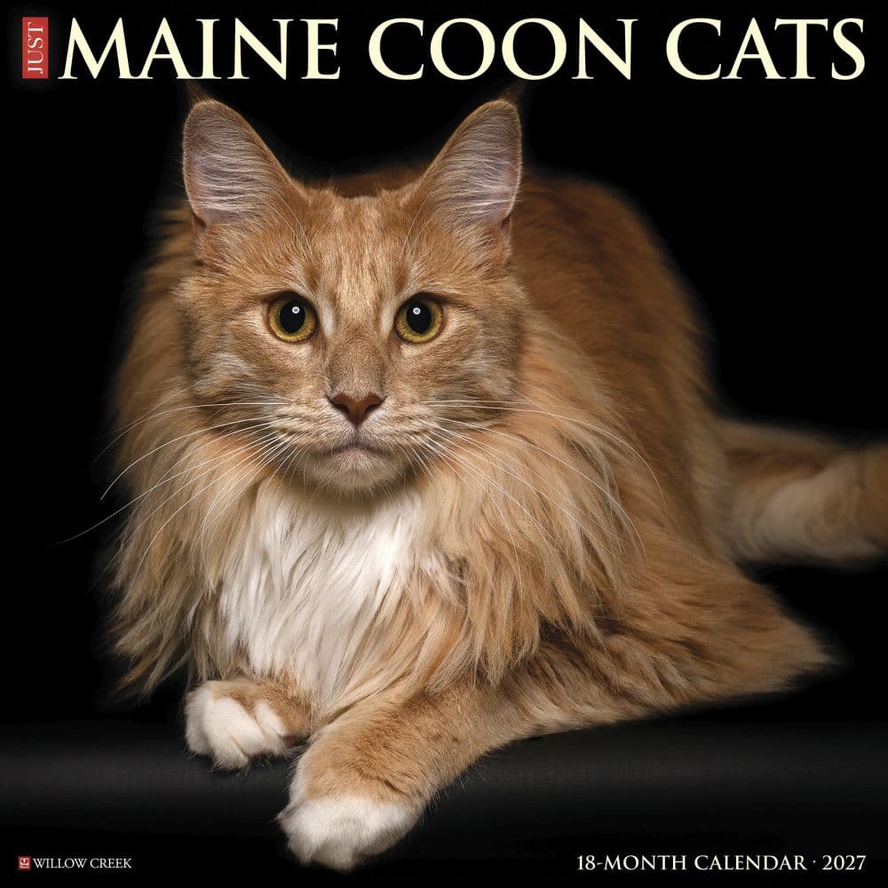 image Just Maine Coon Cats 2027 Wall Calendar Main Product Image