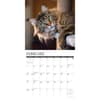 image Just Maine Coon Cats 2027 Wall Calendar Second Alternate Image