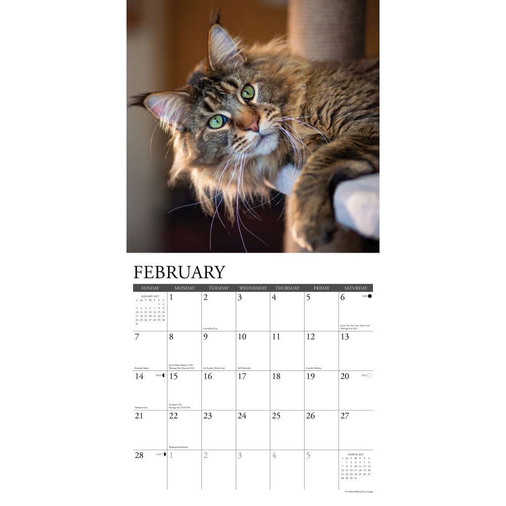 Just Maine Coon Cats 2027 Wall Calendar Second Alternate Image