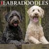 image Just Labradoodles 2027 Wall Calendar Main Product Image