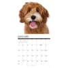 image Just Labradoodles 2027 Wall Calendar Second Alternate Image