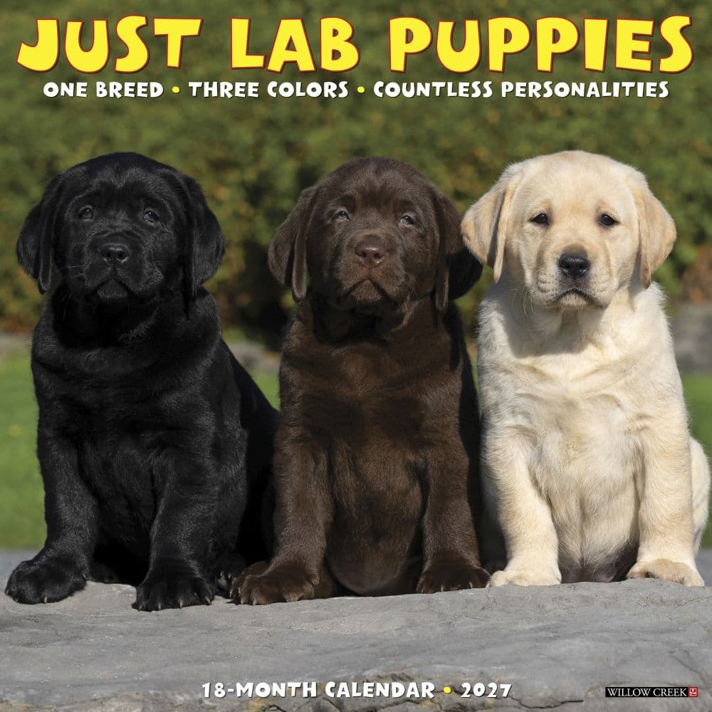 Just Lab Puppies 2027 Wall Calendar Main Product Image