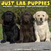 image Just Lab Puppies 2027 Wall Calendar Main Product Image