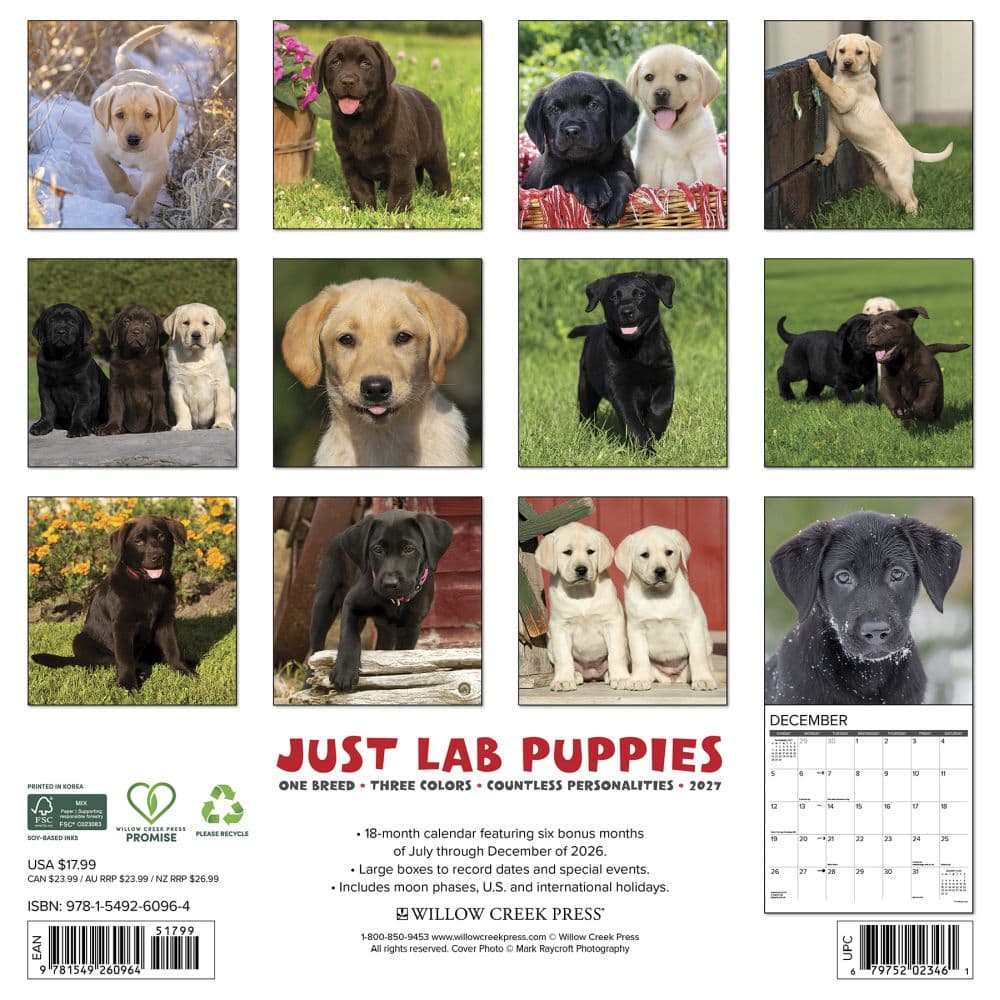 Just Lab Puppies 2027 Wall Calendar First Alternate Image