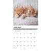 image Just Kittens 2027 Wall Calendar Second Alternate Image