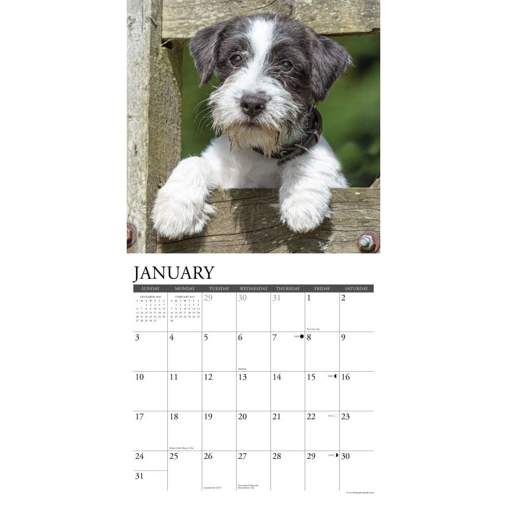 Just Jack Russells 2027 Wall Calendar Second Alternate Image