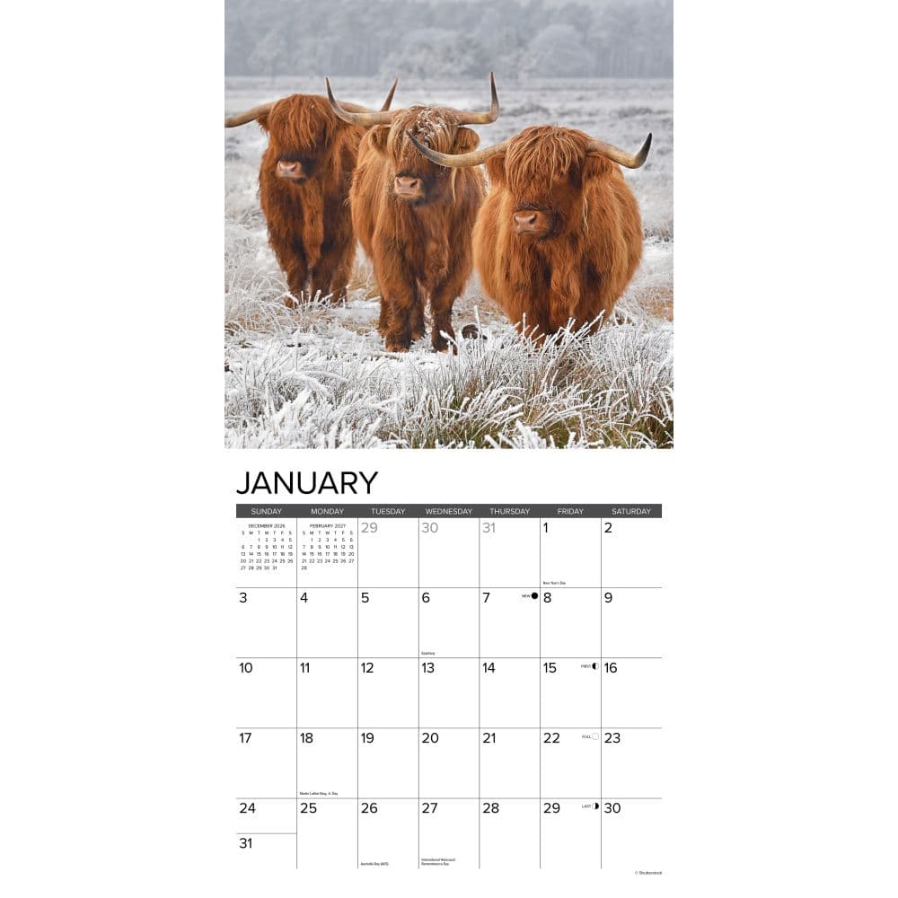 Highland Cows 2027 Wall Calendar Second Alternate Image