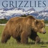 image Grizzly Bears 2027 Wall Calendar Main Product Image