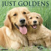 image Just Goldens 2027 Wall Calendar Main Product Image