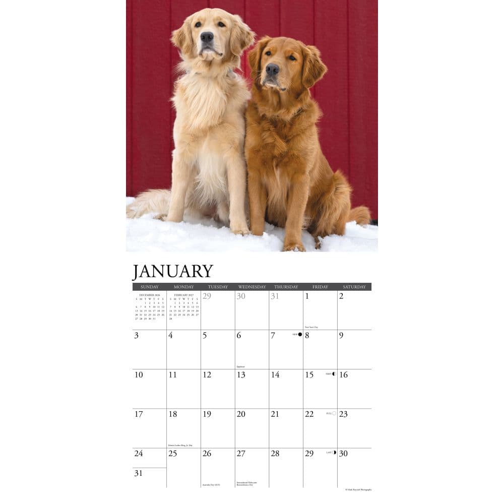 Just Goldens 2027 Wall Calendar Second Alternate Image