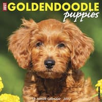 image Just Goldendoodle Puppies 2027 Wall Calendar Main Product Image