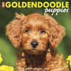 image Just Goldendoodle Puppies 2027 Wall Calendar Main Product Image