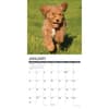 image Just Goldendoodle Puppies 2027 Wall Calendar Second Alternate Image