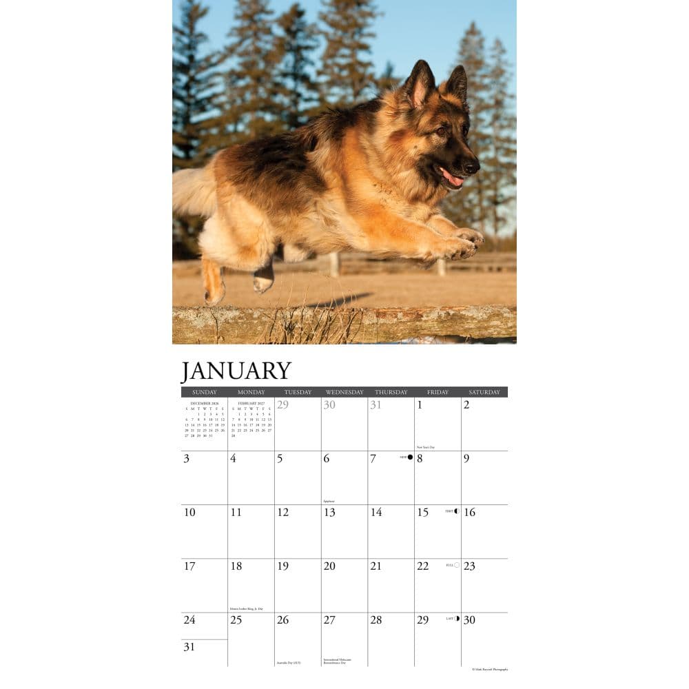 Just German Shepherds 2027 Wall Calendar Second Alternate Image
