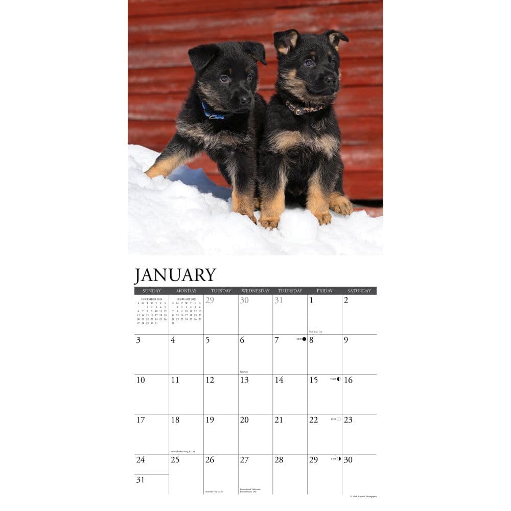 Just German Shepherd Puppies 2027 Wall Calendar Second Alternate Image