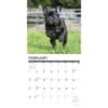 image Just French Bulldogs 2027 Wall Calendar Second Alternate Image