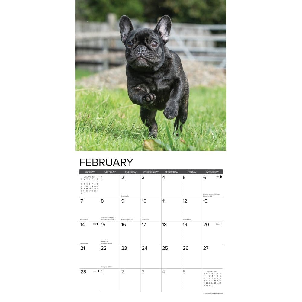 Just French Bulldogs 2027 Wall Calendar Second Alternate Image