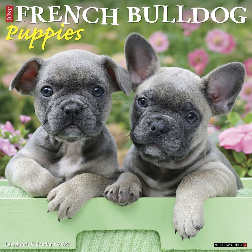 Just French Bulldog Puppies 2027 Wall Calendar Main Product Image