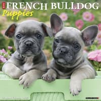 image Just French Bulldog Puppies 2027 Wall Calendar Main Product Image
