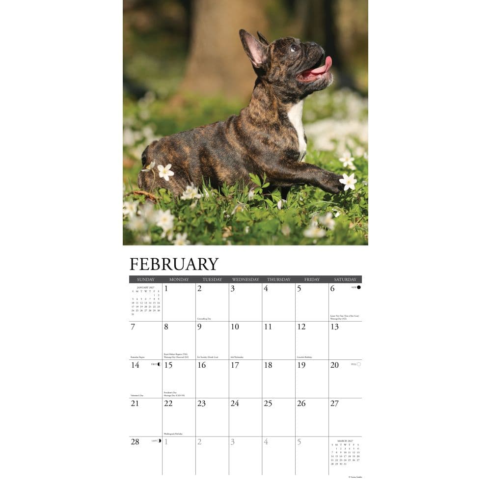 Just French Bulldog Puppies 2027 Wall Calendar Second Alternate Image