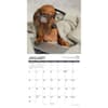 image Dachshund Rules 2027 Wall Calendar Second Alternate Image
