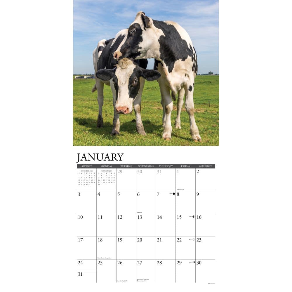 Just Cows 2027 Wall Calendar Second Alternate Image