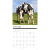 image Just Cows 2027 Wall Calendar Second Alternate Image