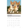 image Just Corgis 2027 Wall Calendar Second Alternate Image