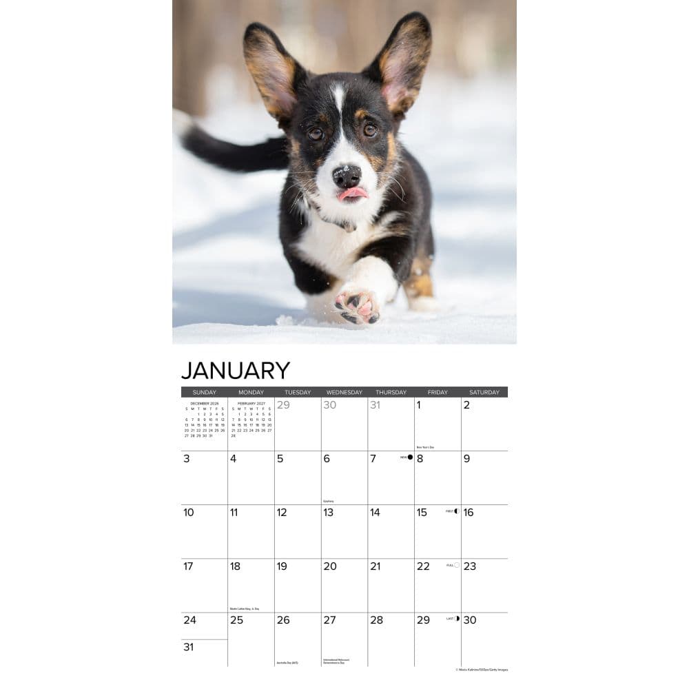 Just Corgi Puppies 2027 Wall Calendar Second Alternate Image